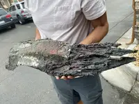 copper goliath 1.webp