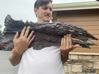 copper goliath 2.webp