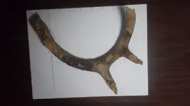 AntlerTop-1.webp