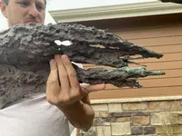 copper goliath 3.webp