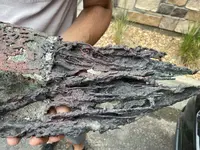 copper goliath 7.webp