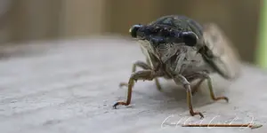 Cicada.webp