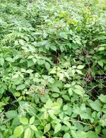 Screenshot_20210629-134019~2.webp