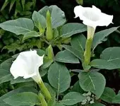 datura.webp