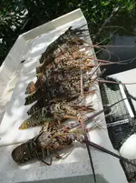 lobster 001.webp