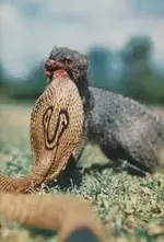 mongoose.webp