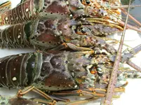 lobster 002.webp