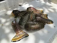 lobster 005.webp