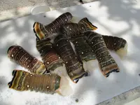 lobster 007.webp