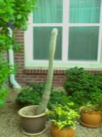 cactus prick.webp