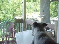 Lucy looking out.webp