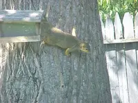 Big Red squirrel.webp