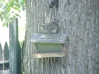 red sqrl feeder.webp