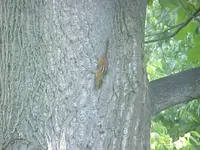 chipmunk.webp