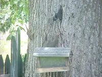 Chip n Red feeder.webp