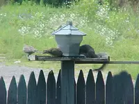 skinny grey n 2doves.webp
