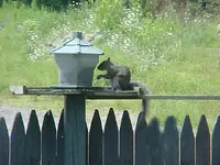 skinny grey sqrl feeder.webp