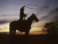 tx%207%20lasso(801) (2).webp