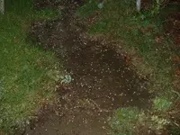 Picture 085.webp