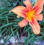 Screenshot_20210630-183442~2.webp