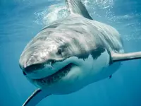 mMSWjwq5mrYJx9V6yfMEem.webp mMSWjwq5mrYJx9V6yfMEem.webp
