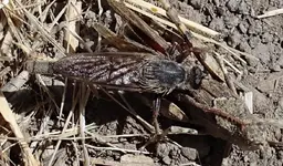 Robber fly takes down a grasshopper 1 (3).webp