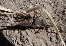 Robber fly nails grasshopper 2 (2).jpg