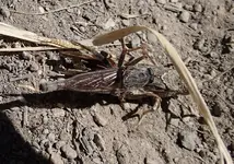 Robber fly nails grasshopper 2 (2).webp
