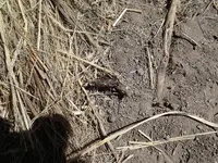 Robber fly takes down a grasshopper 1.webp