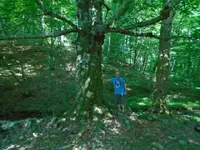 beech tree.webp