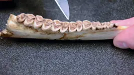 deerjaw.webp