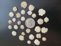 Small flatten lead pieces from 1860's fairground site.webp