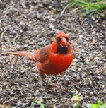 DSCN1118.webp