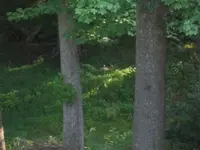 003.webp