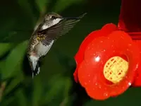 Hpim0718a1.webp