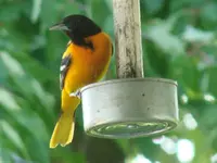 DSC05987.webp