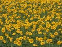 sunflowers.webp