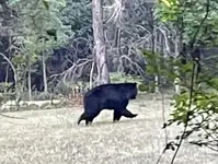 Big Bear.webp