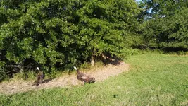 DJI_0243.webp