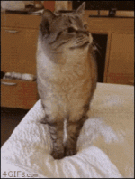 cat-sneeze.gif