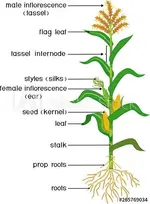 corn.webp