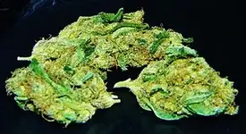 pot 4.webp