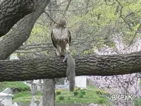squirrel3.webp