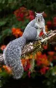 grey sweral.webp