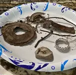 2021-08-01-Susans-First-Finds.webp