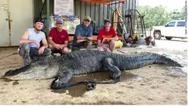 Alligators eat lots of things1.webp