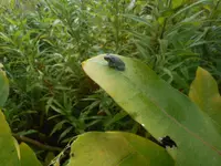 Little frog.webp