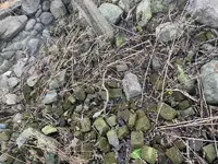 bricks.webp