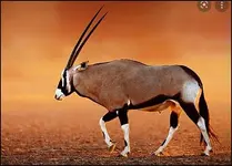 Oryx.webp