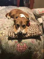 bailey.webp